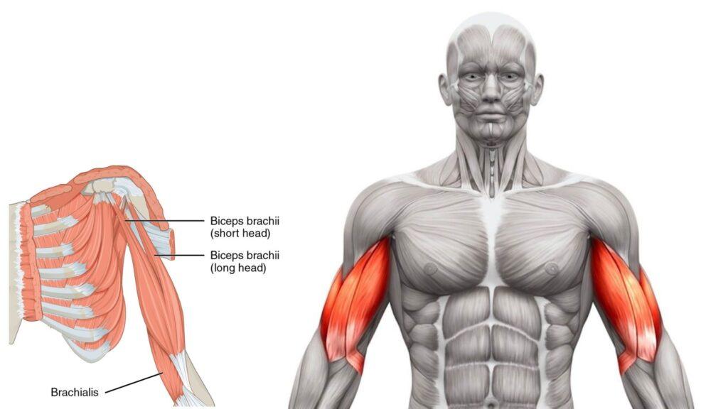 biceps muscle anatomy